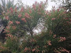 -瑶湖郊野森林公园