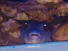 -贝林大翅鲸简餐厅(国家海洋博物馆店)