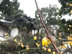 -林屋梅海青梅保护基地