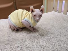 -藏猫猫咖啡主题馆(中央大道店)