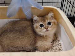 -柚子猫舍·精品猫舍购猫·猫咪认养·购宠·宠物店