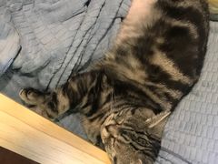 -李小姐の猫咖啡馆(五角场店)