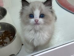 -青奢宠物·青奢猫舍