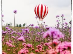 -荷兰花海
