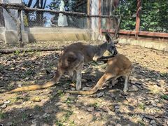 -大连森林动物园