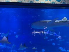 -烟台海昌鲸鲨海洋公园