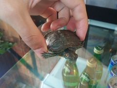 -铃木食堂(帽儿胡同店)