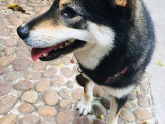 -柴犬高等学院·狗咖·柴犬售卖·宠物训练