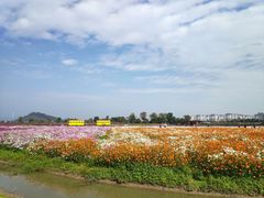 -径山花海