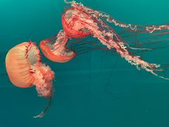 -多彩贵州城极地海洋世界