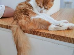 -李小姐の猫咖啡馆(五角场店)