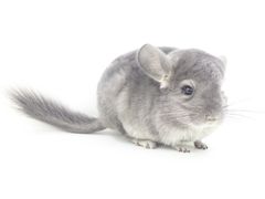 -龙猫仔乐园(惠福东路店)