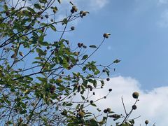 -竹上云想餐厅民宿