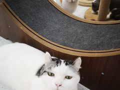 -喵园·猫主题咖啡厅·撸猫·猫咖(国贸店)