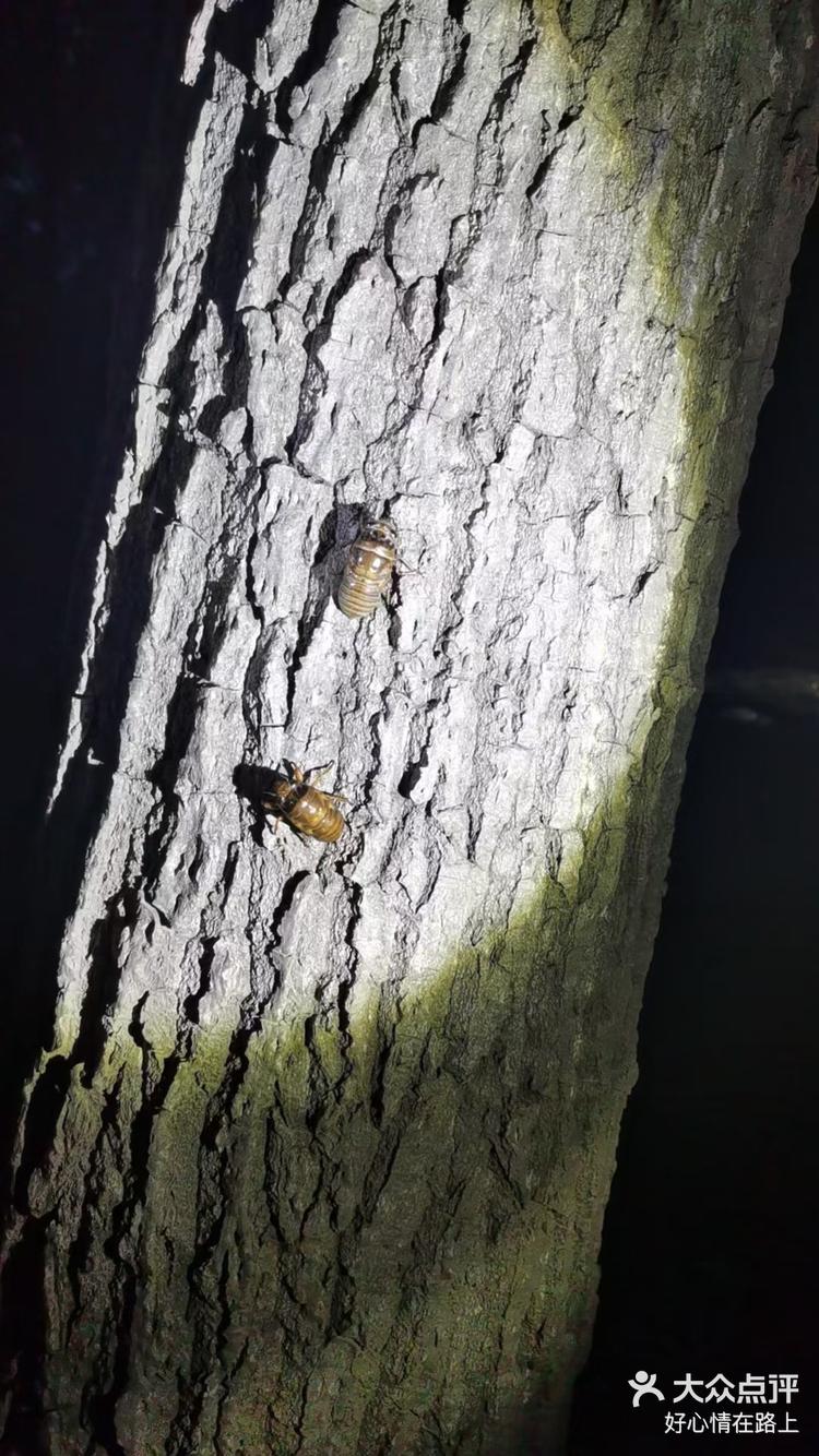 7月13日 20:26 关注 抓知了的季节,小朋友快乐多 夜幕降临,来抓知了猴
