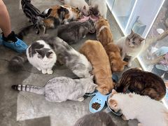 -more than meow吴止猫主题餐厅(承德 中船汇店)