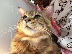 -COLOR PETS 撸猫馆·购猫·猫咖(长风大悦城店)