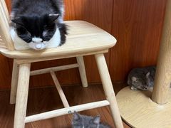 -楼上猫咖(罗湖店)