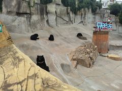 -东方熊牧场