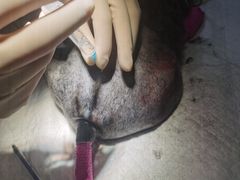 -美联众合动物医院·24h转诊中心
