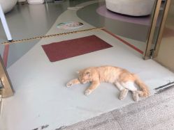 -小忠丽格医美