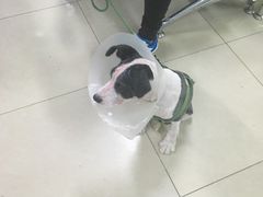 -宠颐生中康贝怡动物医院