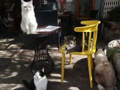 -喵屿·大理花园猫咖