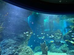 -暹罗海洋世界