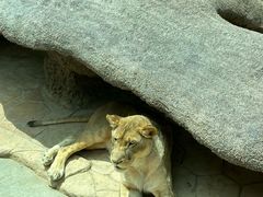 -北京野生动物园