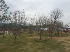 -天适樱花悠乐园