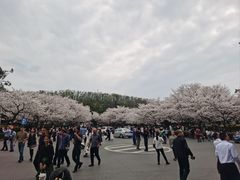 -武汉大学-樱园