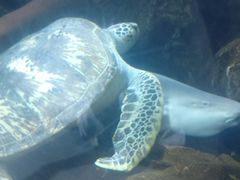 -洛阳龙门海洋馆