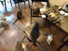 -猫友咖啡店(玉林西路店)