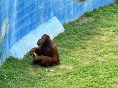 -西霞口神雕山野生动物世界
