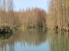 -桤木河湿地公园