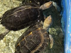 -顺德南宏海立方海洋公园