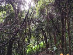 -清溪大王山森林公园