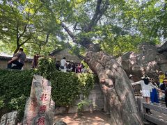 -青岛崂山太清宫