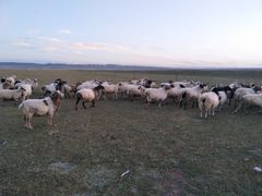 -青海湖国家重点风景名胜区