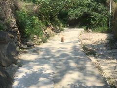 -大岭沟猕猴桃谷风景区