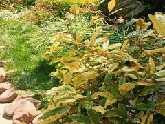 -杭州植物园