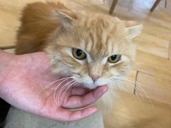 -猫咪派对(江南西店)
