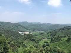 -十八棵（老龙井）御茶园(老龙井店)