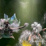 和美人鱼一起潜水啦