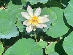 -白洋淀风景区