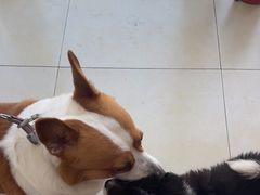 -宠福鑫康馨动物医院·骨科·眼科