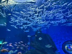-海合安武汉极地海洋公园