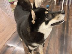 -豆柴町-柴犬主题狗咖(红鼎国际C座店)