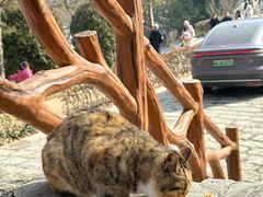 -秦岭终南山世界地质公园翠华山景区