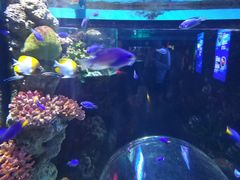 -暹罗海洋世界